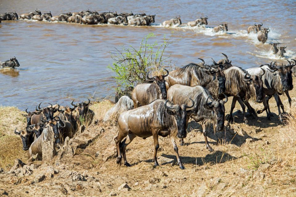 9 Days Kogatende Wildebeest Migration Safari