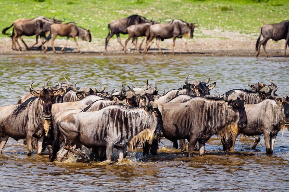 9 Days Ndutu Wildebeest Migration Safari